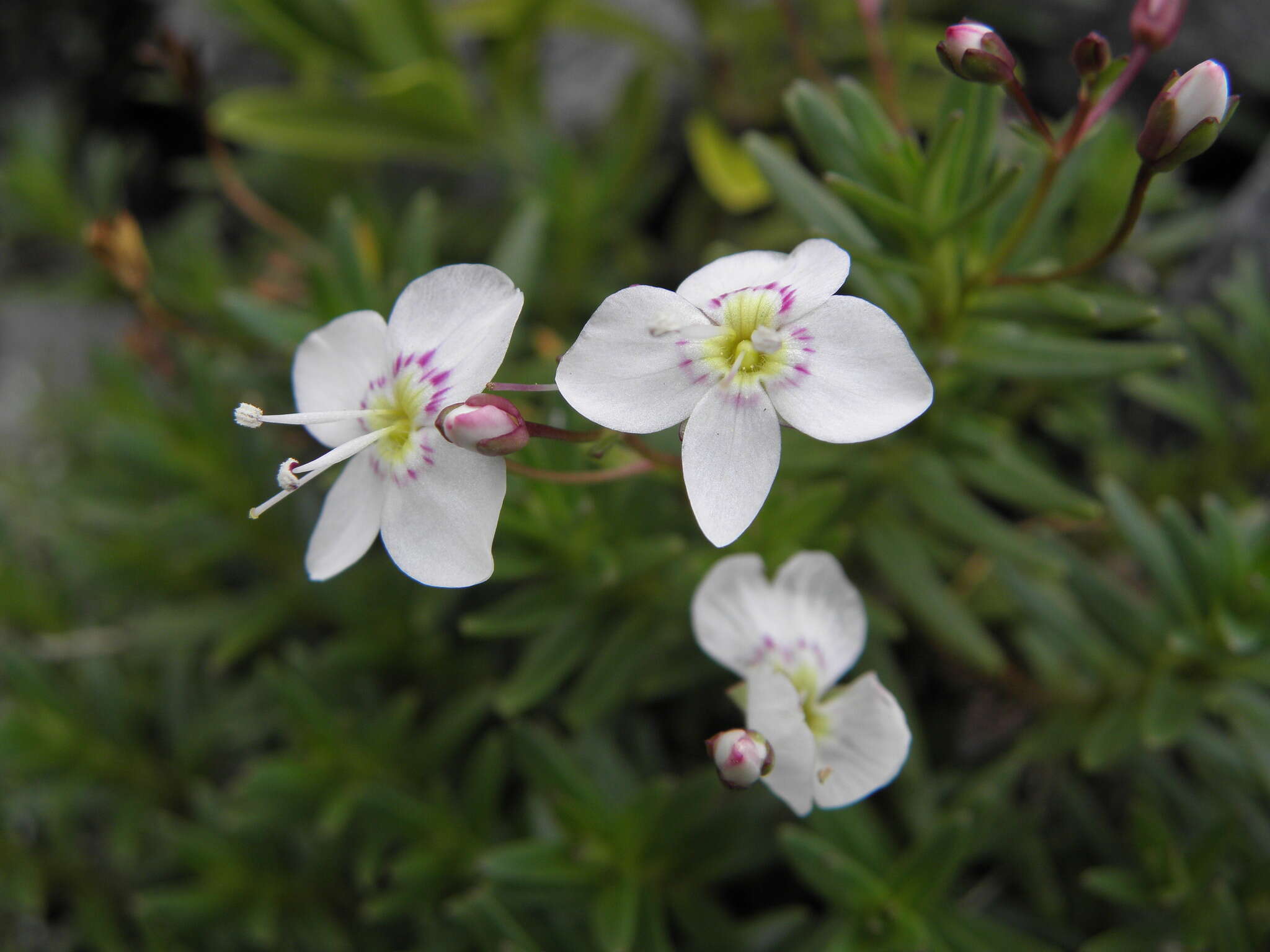 Слика од Veronica linifolia Hook. fil.