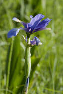 Image of Blue Iris