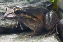 Слика од Leptodactylus fallax Müller 1926