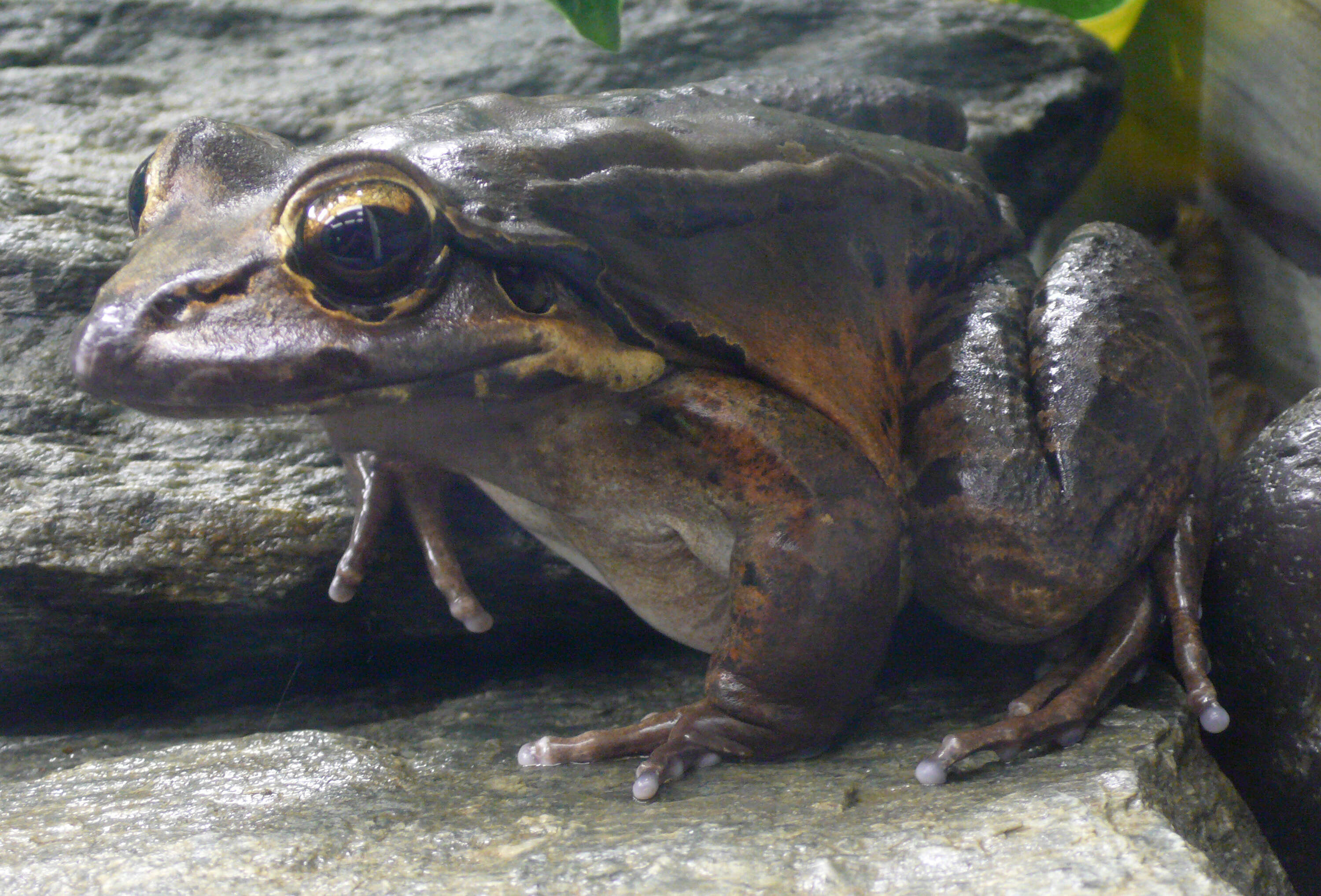 Image of Giant Ditch Frog