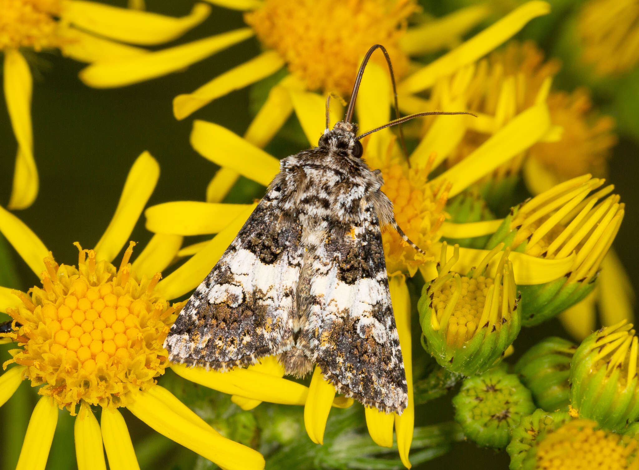 Image of varied coronet