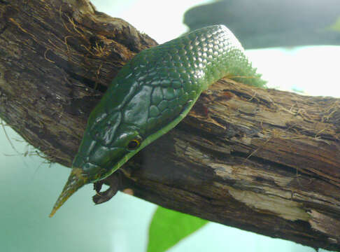 Image of Rhino Rat Snake