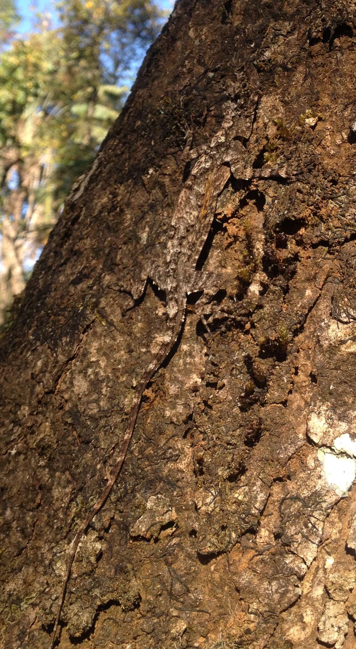 Image of Indian flying lizard