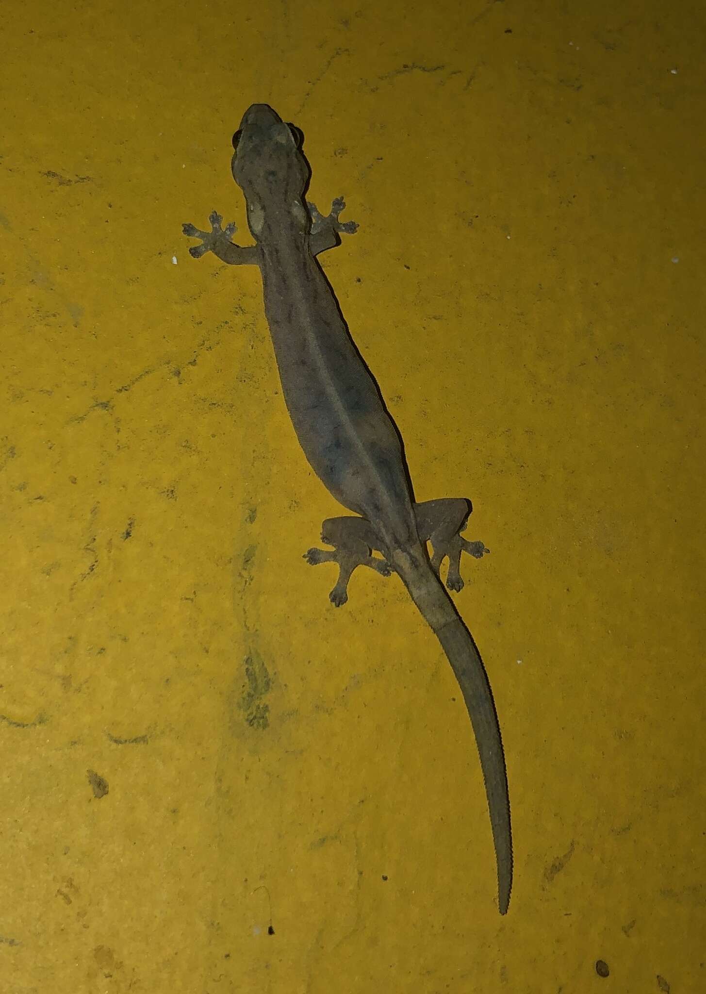 Image of Common Dwarf Gecko