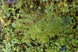 صورة Hymenophyllum scabrum A. Rich.