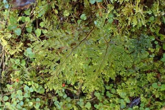 Hymenophyllum scabrum A. Rich.的圖片