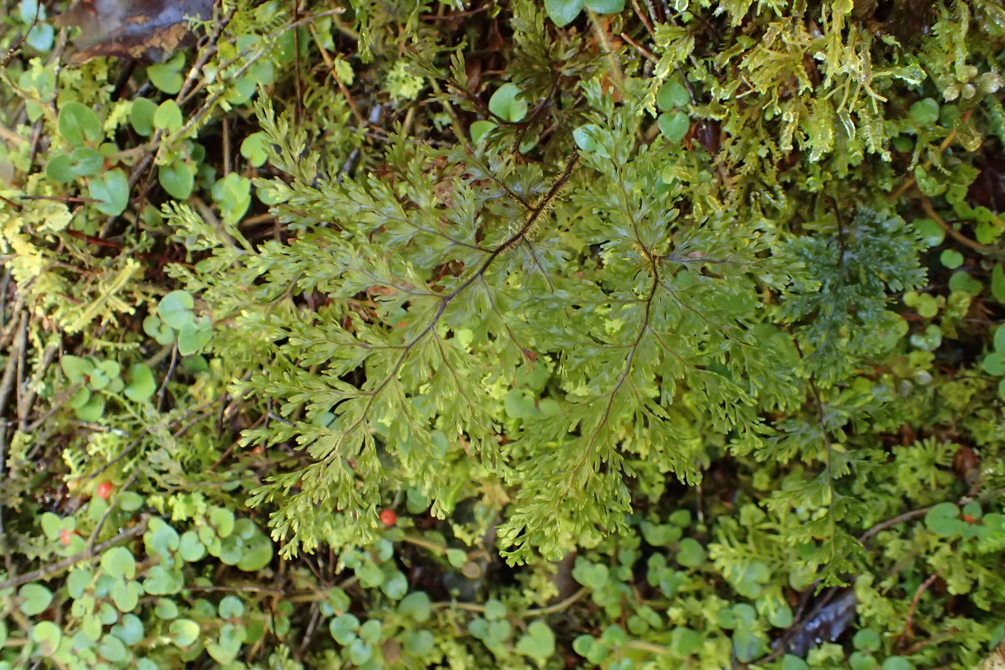 صورة Hymenophyllum scabrum A. Rich.