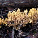Image of Ramaria myceliosa (Peck) Corner 1950