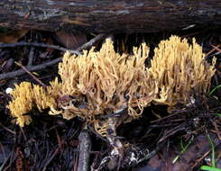 Image de Ramaria myceliosa (Peck) Corner 1950