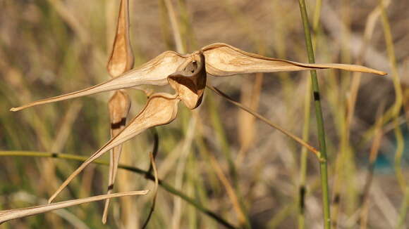 Imagem de Funastrum hirtellum (Gray ex Brewer & Wats.) Schltr.