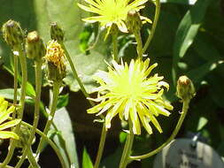 Image of Crepis sibirica L.