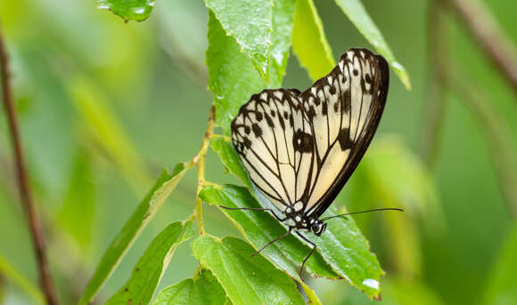 Imagem de Zethera hestioides Felder 1861