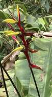 Image of wild plantain