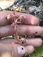 Image of Pyrola asarifolia subsp. bracteata (Hook.) Haber