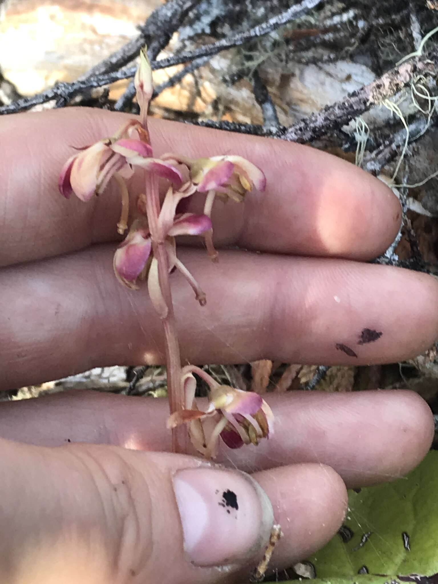 Image of Pyrola asarifolia subsp. bracteata (Hook.) Haber