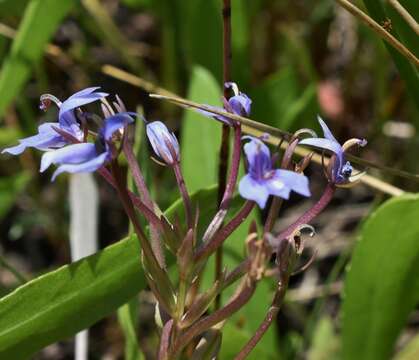 Image of elegant calicoflower