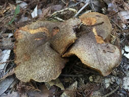 Image of Western Painted Suillus