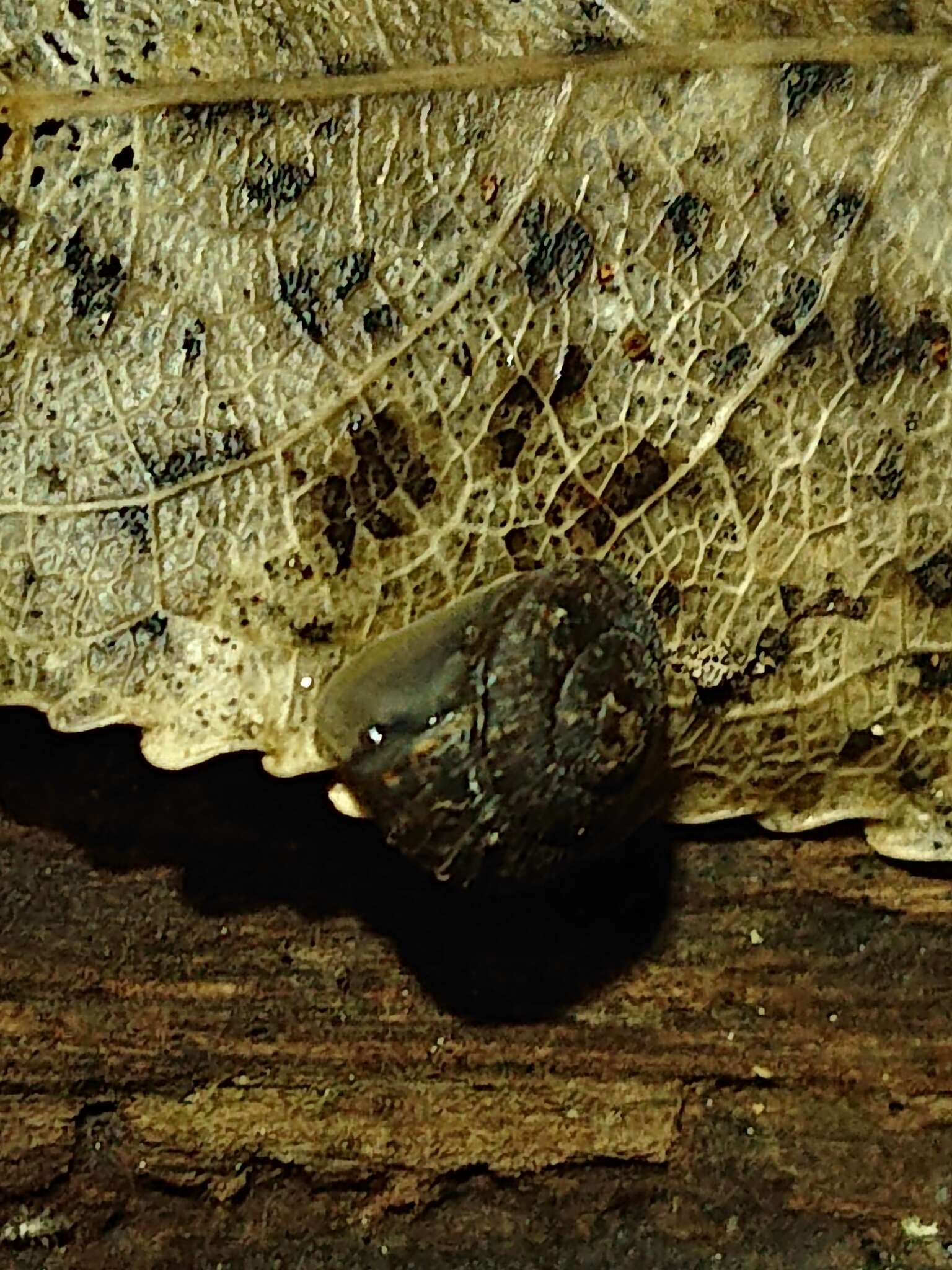 Image de Thalassohelix zelandiae (Gray 1843)