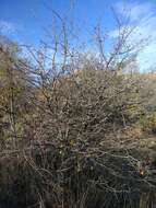 Image of Crataegus pallasii Griseb.