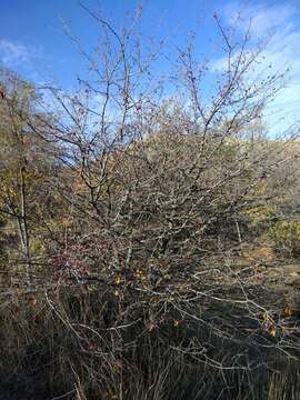 Imagem de Crataegus pallasii Griseb.