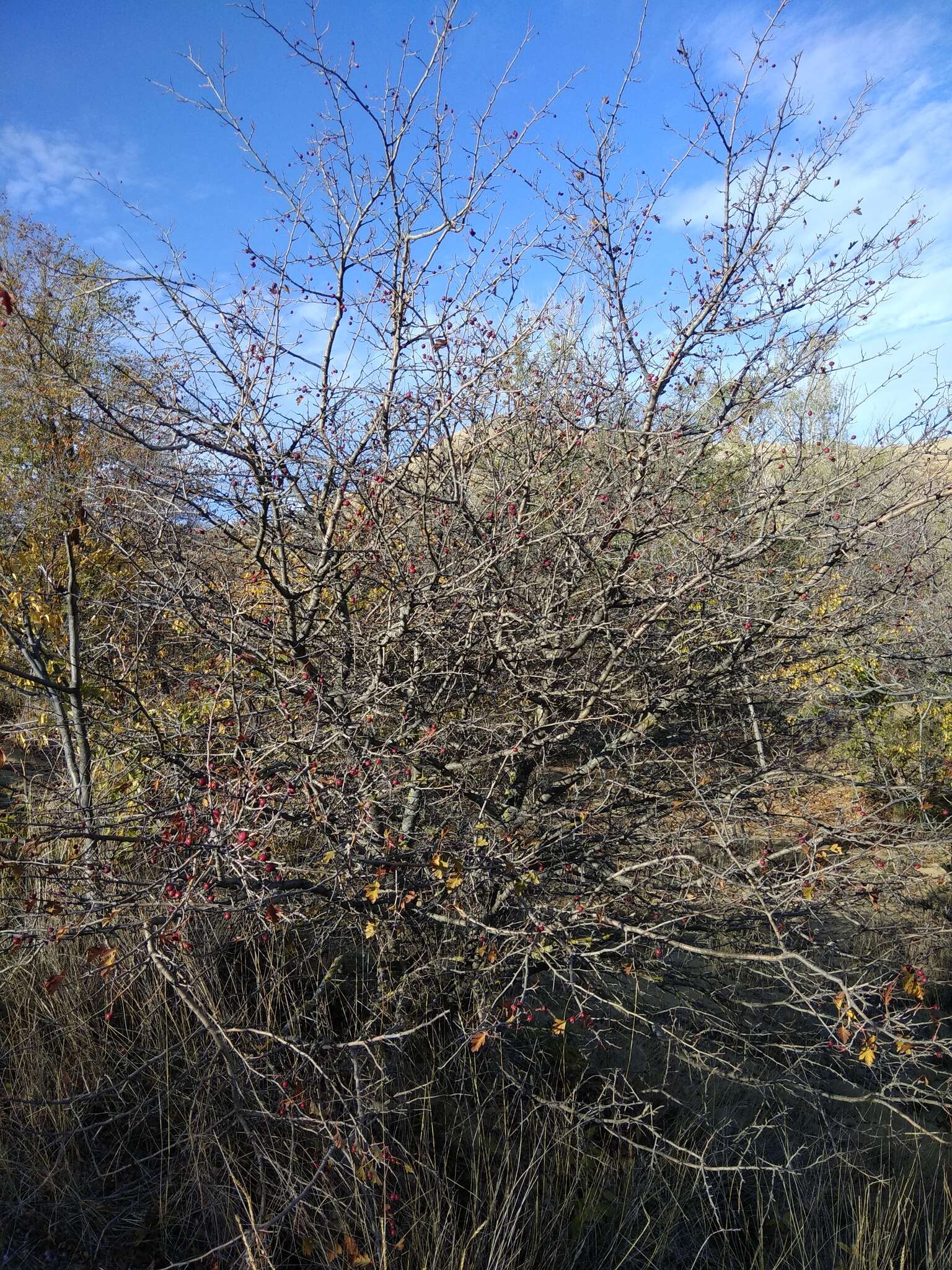 Plancia ëd Crataegus pallasii Griseb.