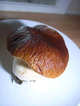 Image of Cep