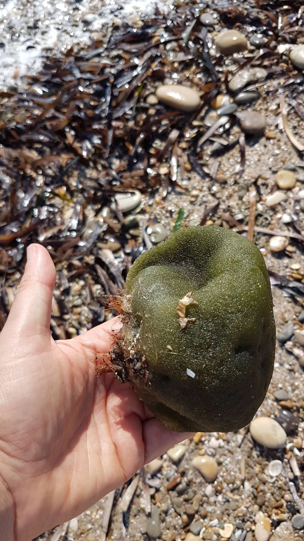 Image of Codium bursa