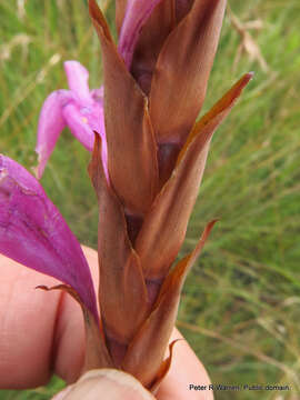 Imagem de Watsonia confusa Goldblatt