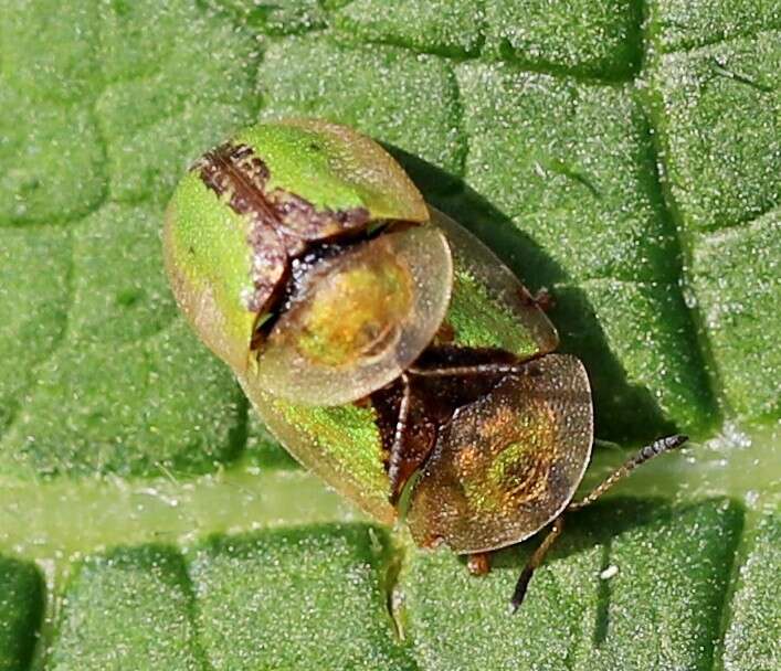 Imagem de Cassida (Cassida) vibex Linnaeus 1767