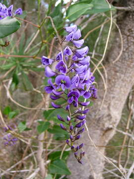 Image of Australian lilac vine