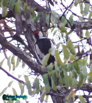 Image of Syrian Woodpecker