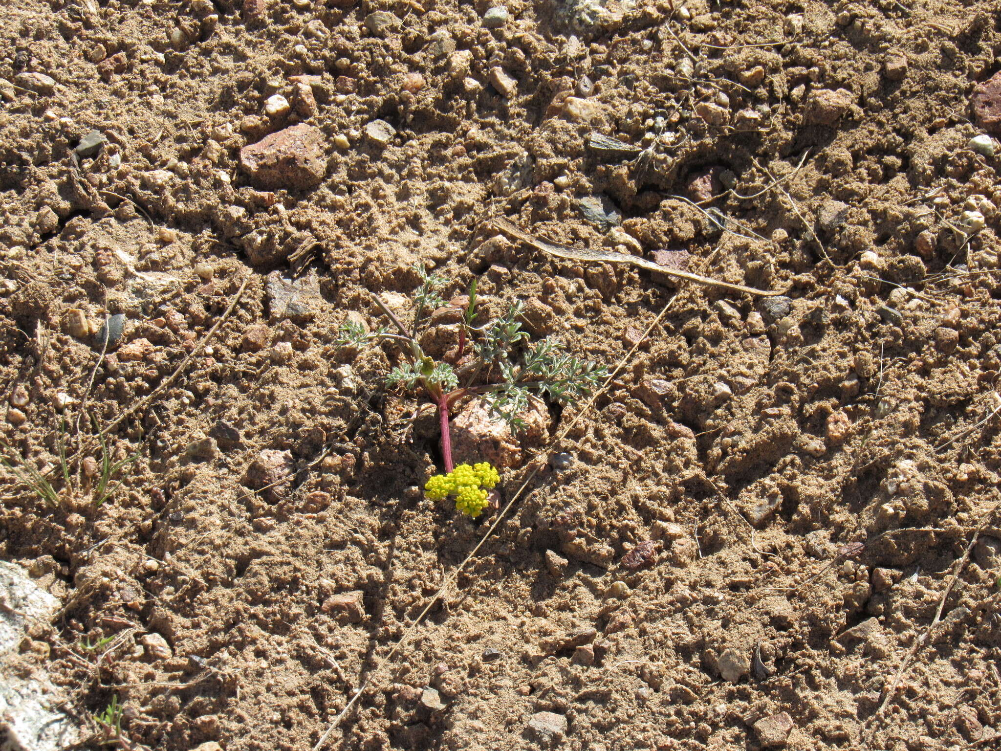 Слика од Lomatium austiniae (Coult. & Rose) Coult. & Rose