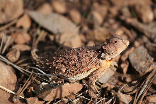 Image of Greater Short-horned Lizard