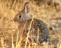 Image of Audubon's Cottontail