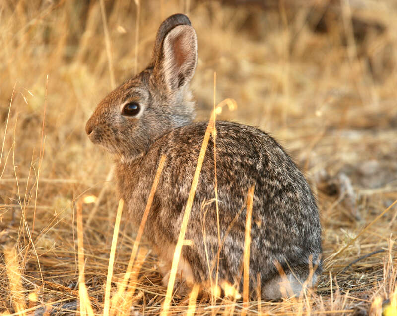 Image of Audubon's Cottontail