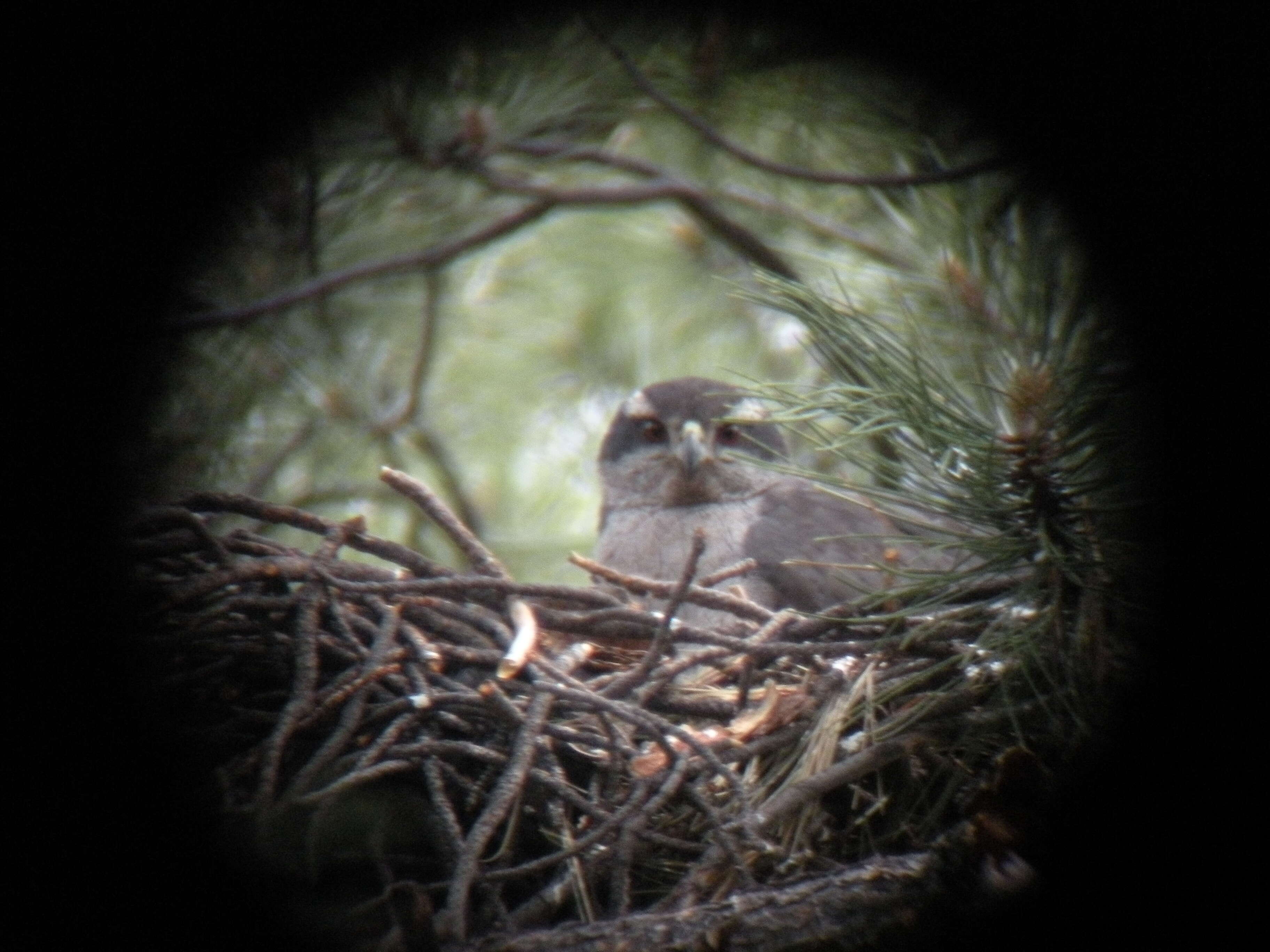 Image of Eurasian Goshawk