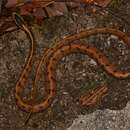 Image of Stanley's Slug Snake