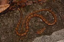 Image of Stanley's Slug Snake