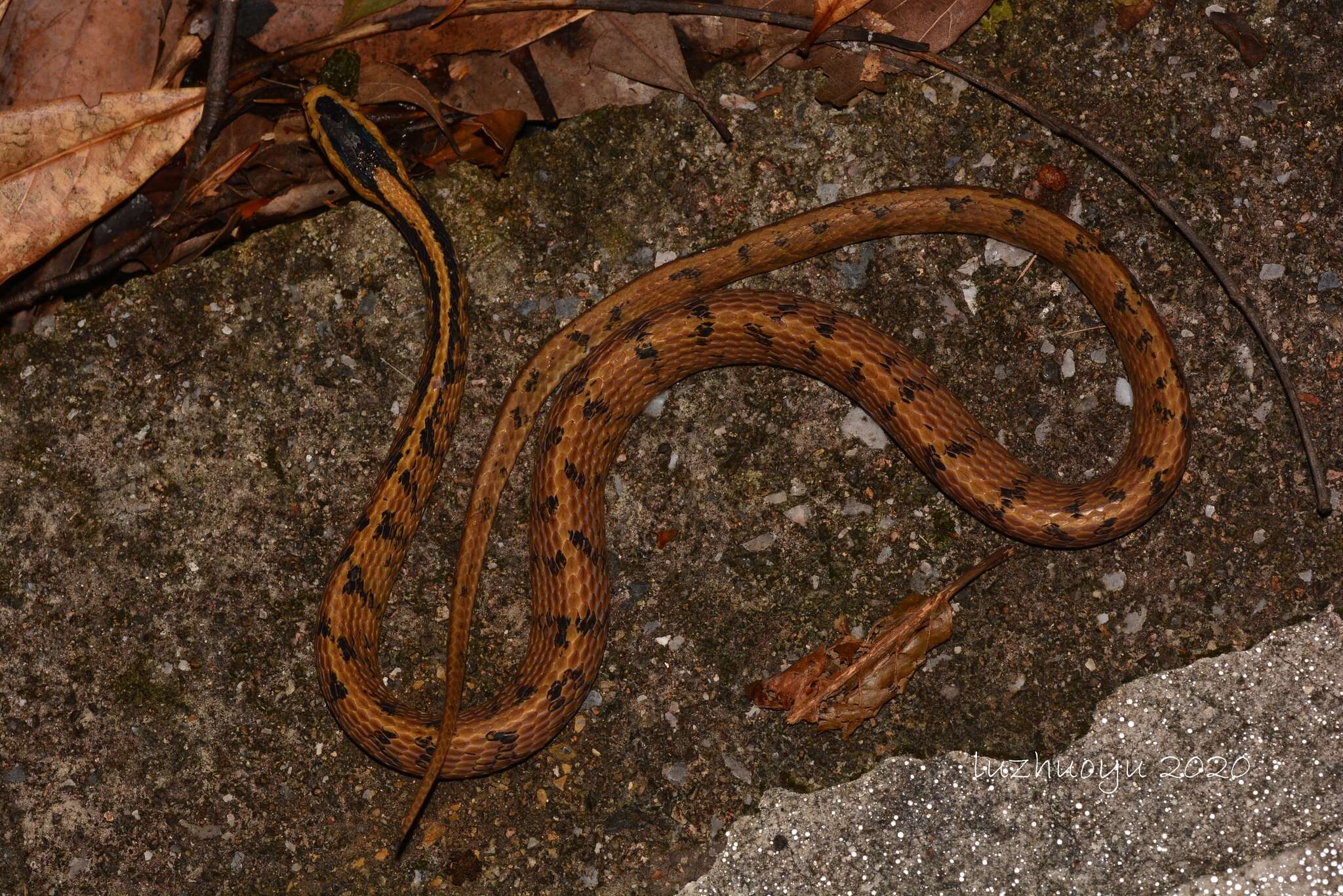 Image of Stanley's Slug Snake