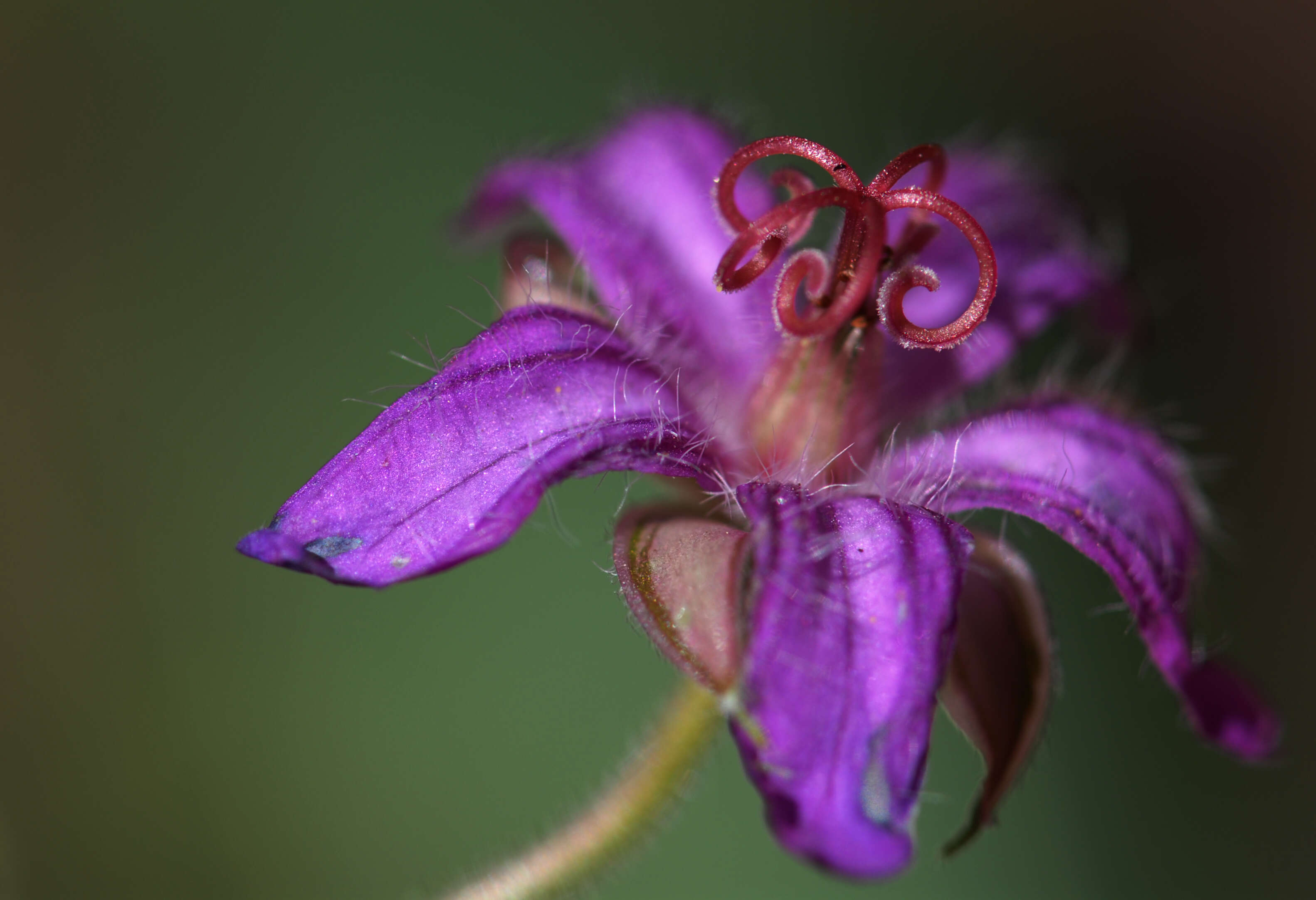 Image of pineywoods geranium