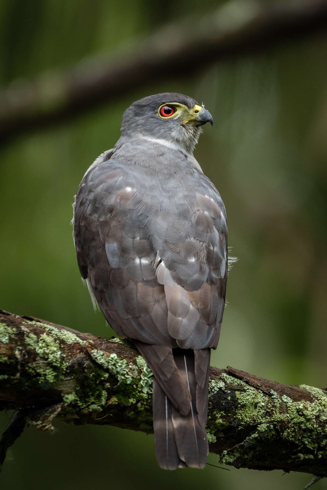 Image of Rufous-thighed Kite
