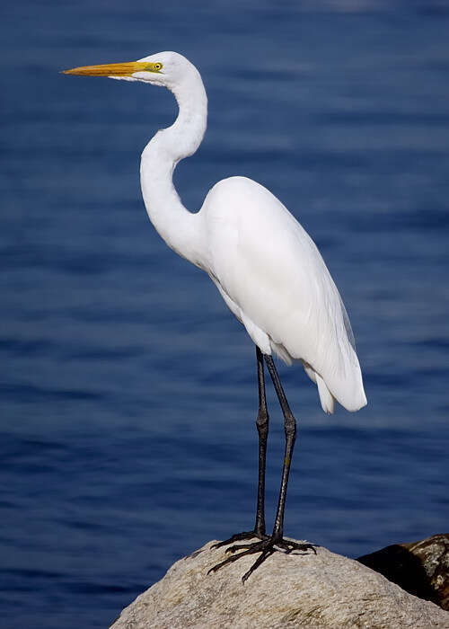 Image of Great Egret