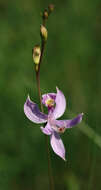 Image of Pale grass-pink