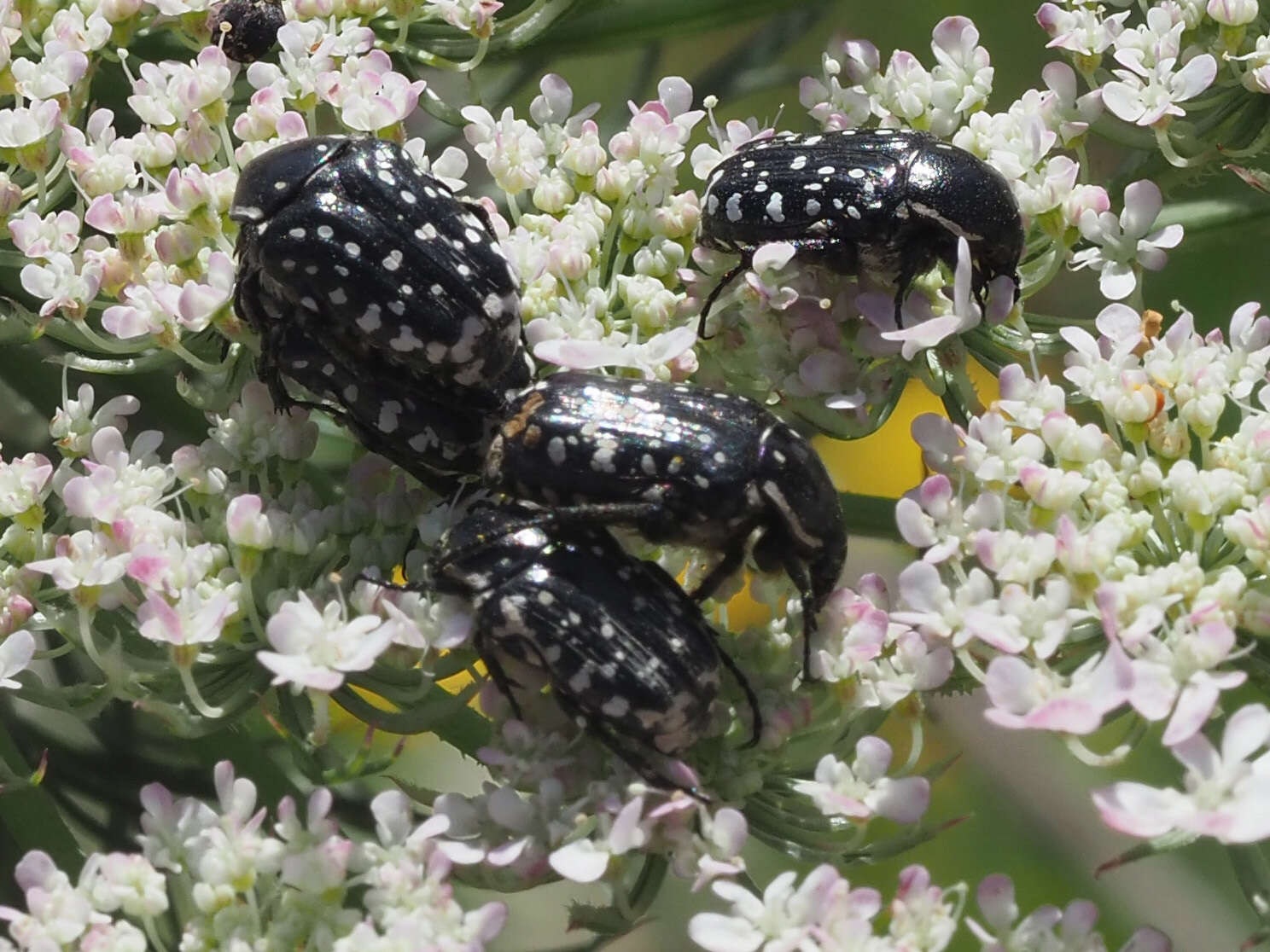 Imagem de Oxythyrea cinctella (Schaum 1841)