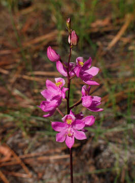 Image of Many-flowered grass-pink orchid