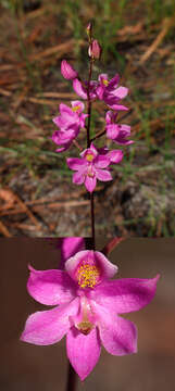 Image of Many-flowered grass-pink orchid