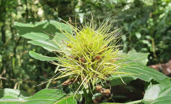 Schaueria calytricha (Hook.) A. L. A. Côrtes resmi