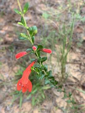 Image of scarlet calamint