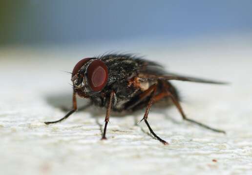 Image of False stable fly