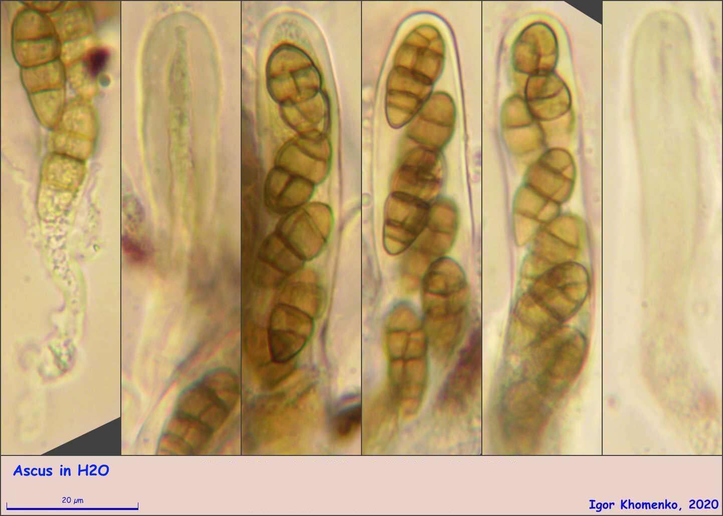 Image of Hysterobrevium mori (Schwein.) E. Boehm & C. L. Schoch 2010